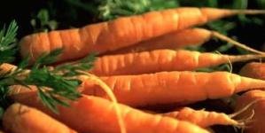 خرگوش مسئول زردک ها