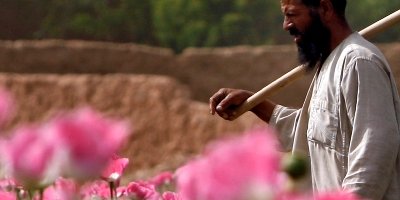 بهار قبایل پشتون با گل کوکنار آغاز شد!