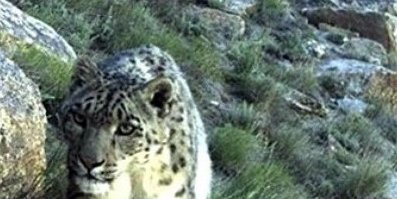 پلنگ برفی در شمال شرق افغانستان