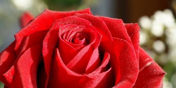 ولنتاین: طالبان دشمنان عشق، مرگ در انتظار عاشق و معشوق