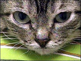 local/cache-vignettes/L320xH240/3558818_320X240-665ce04c-1db48.jpg?1748130223